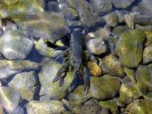Ecrevisse à pieds blancs - PNE Damien Combrisson