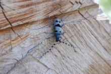 Rosalie des Alpes - PNE Sylvie Durix